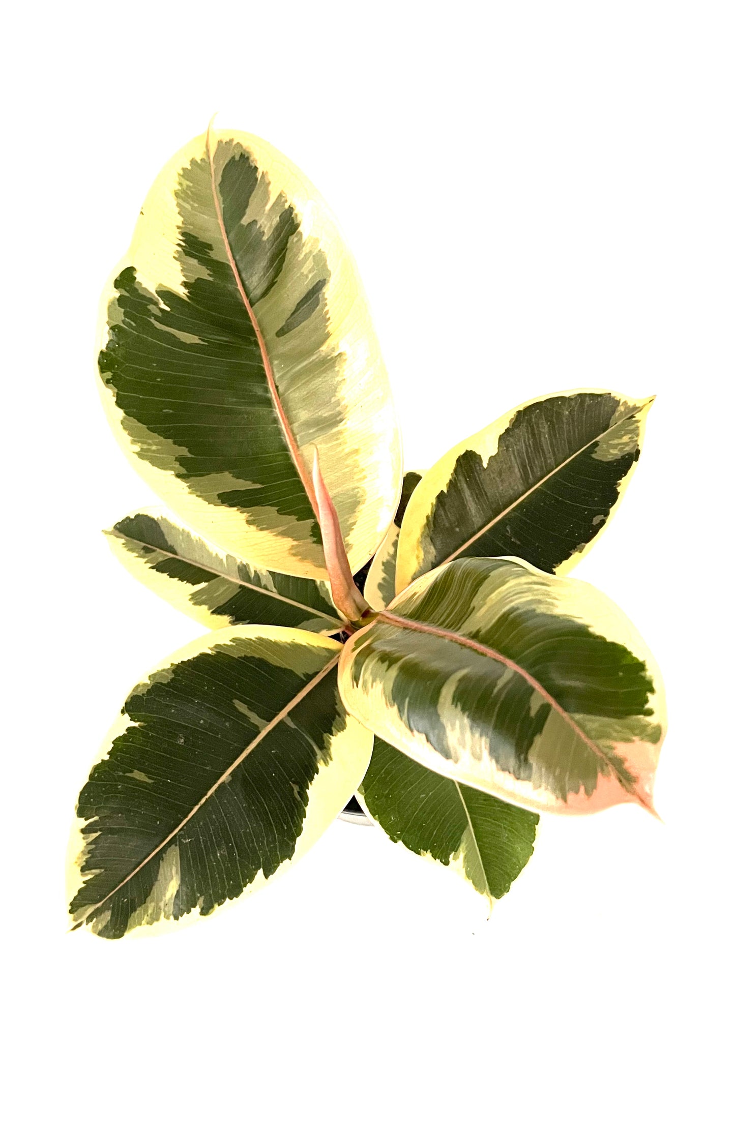 130mm Ficus Elastica Tineke