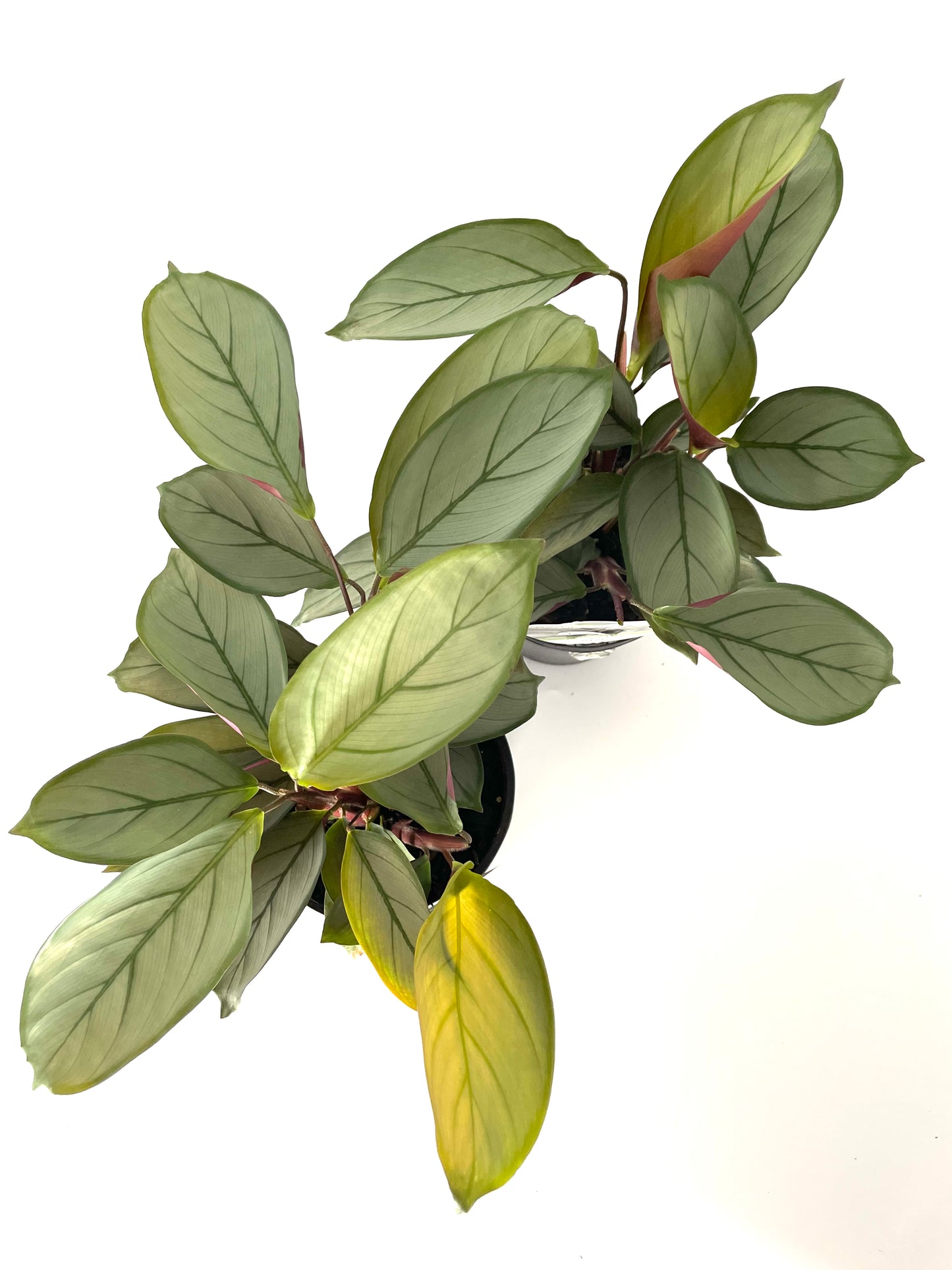 130mm Ctenanthe Grey Star