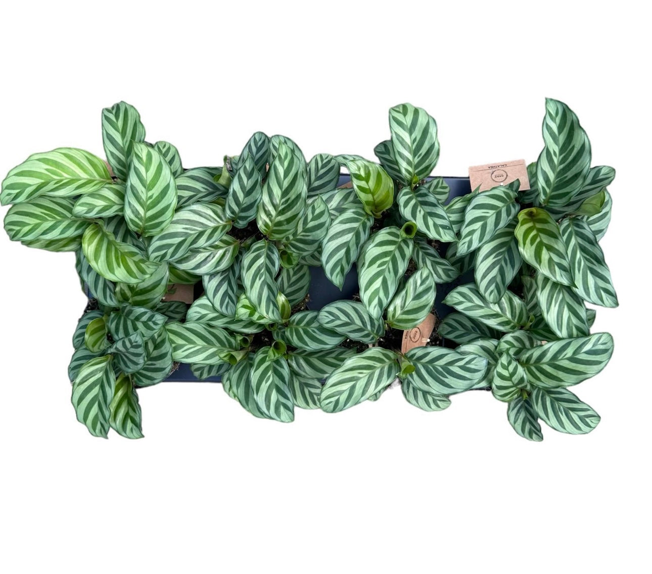 120mm Calathea Freddy