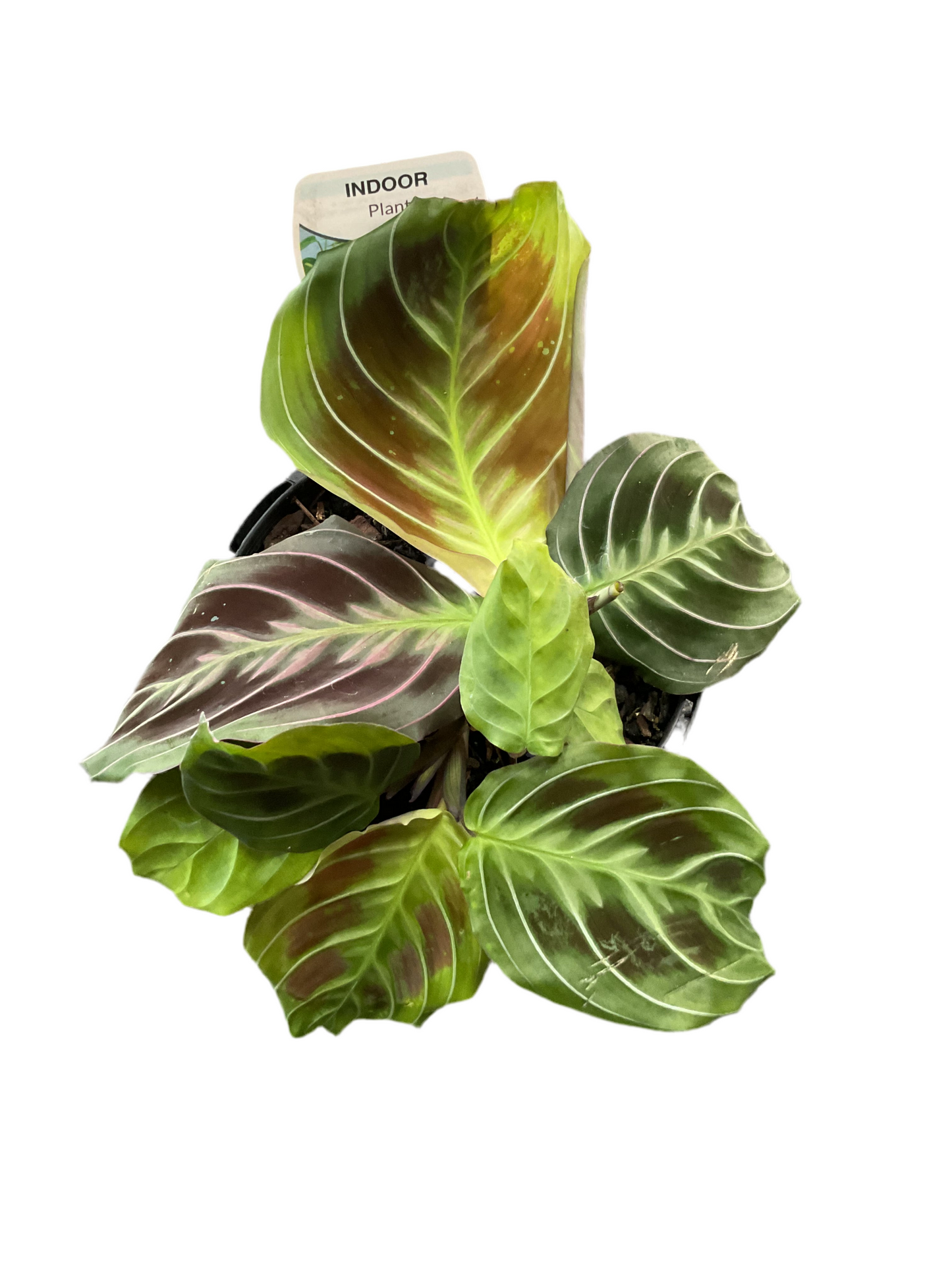 130mm Cats Tongue Maranta