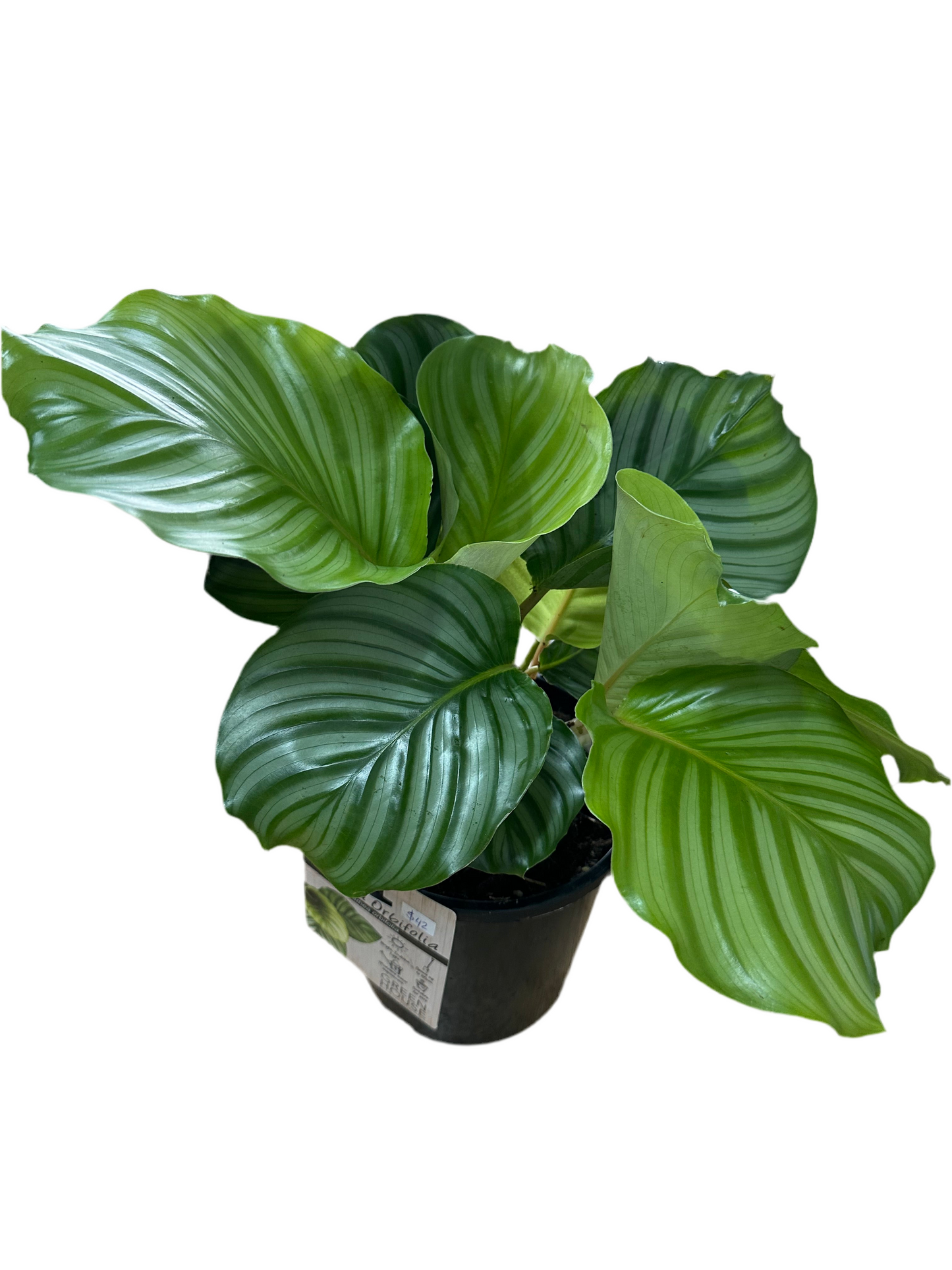 170mm Calathea Orbifolia