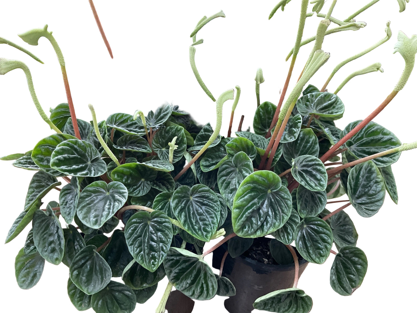 Peperomia Lillian