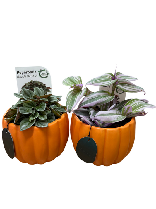 Pumpkin pot + plant combo ( assorted)