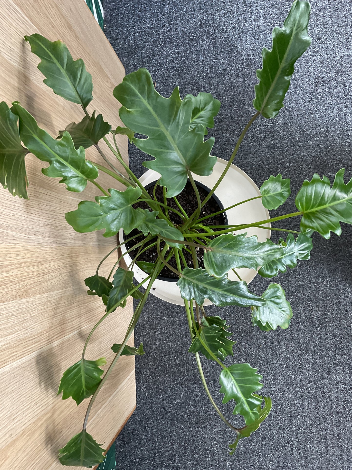 Philodendron Xanadu