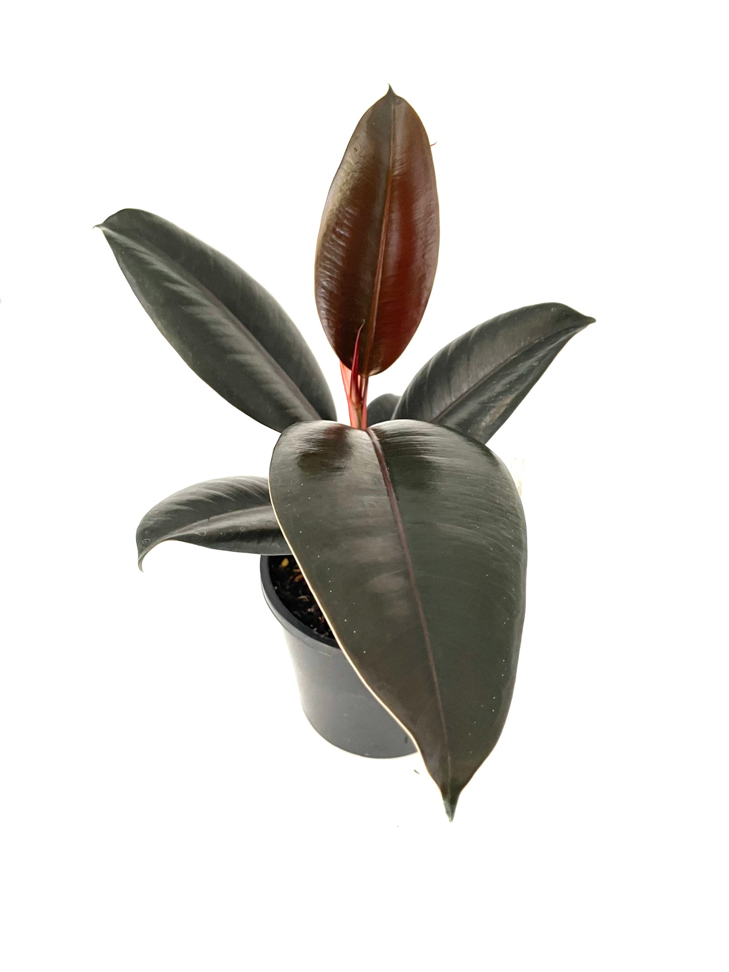 130mm Ficus Abidjan