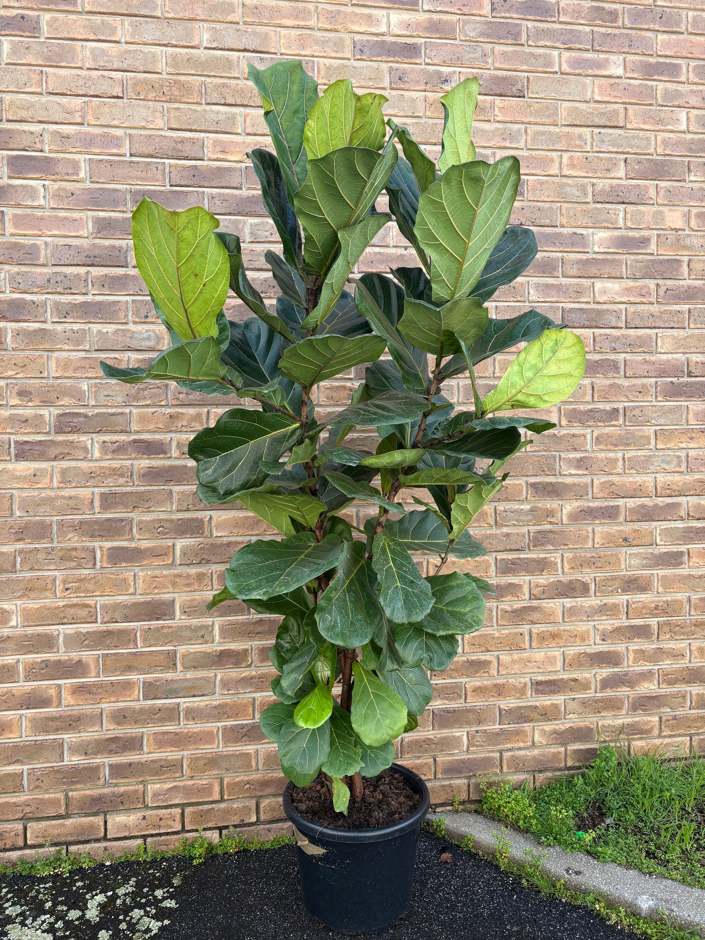 400mm HUGE Fiddle Leaf Fig