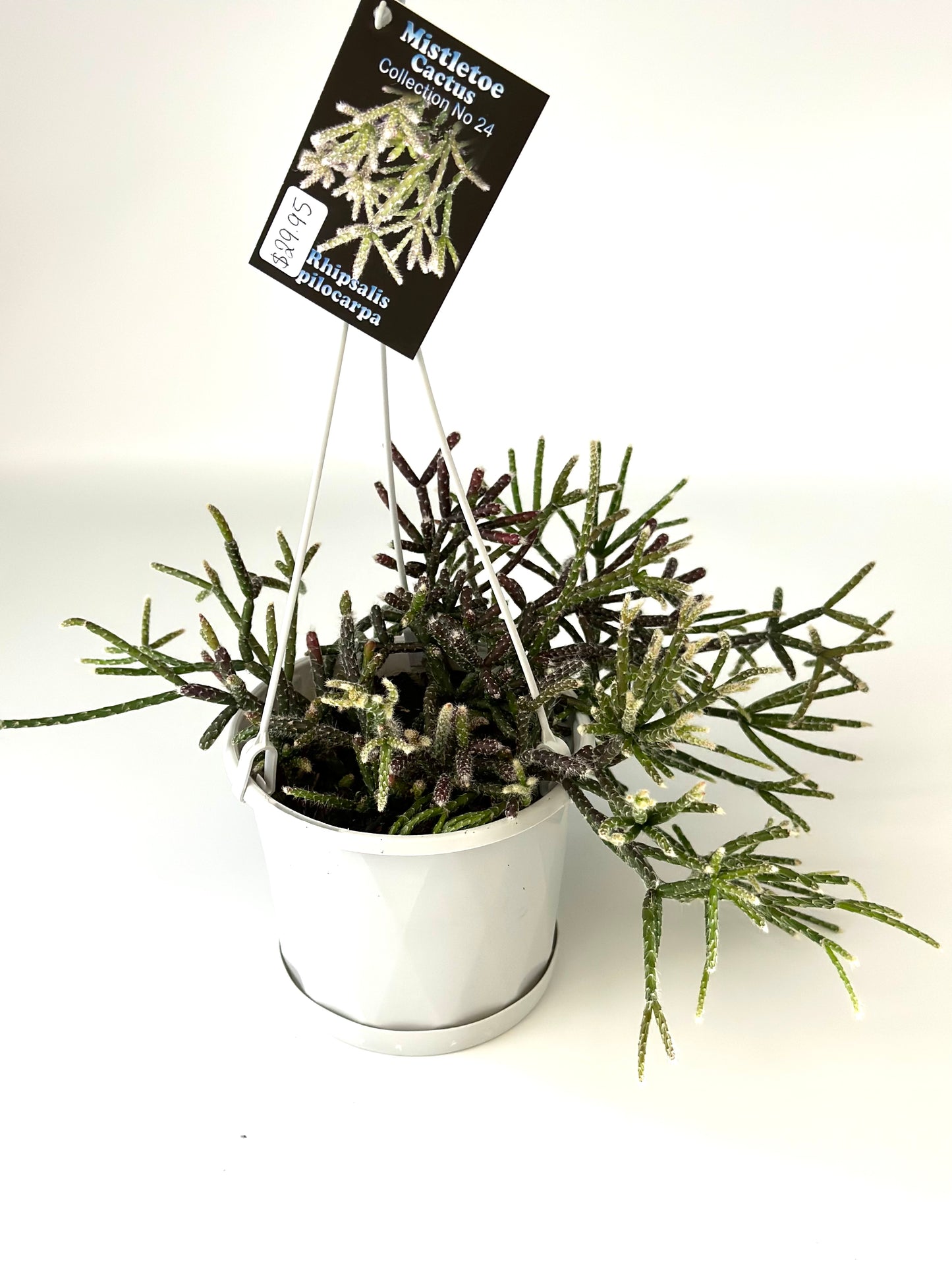 Mistletoe Cactus Collection 130mm assorted