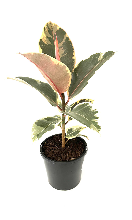130mm Ficus Elastica Tineke