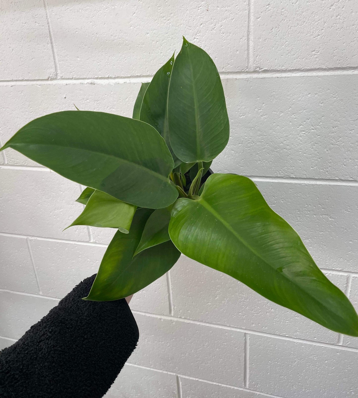 130mm Philodendron Imperial Green