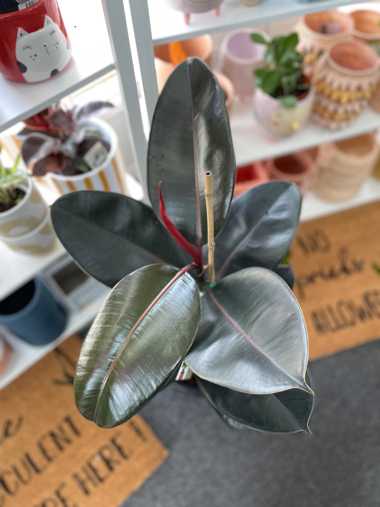 300mm Ficus Burgundy