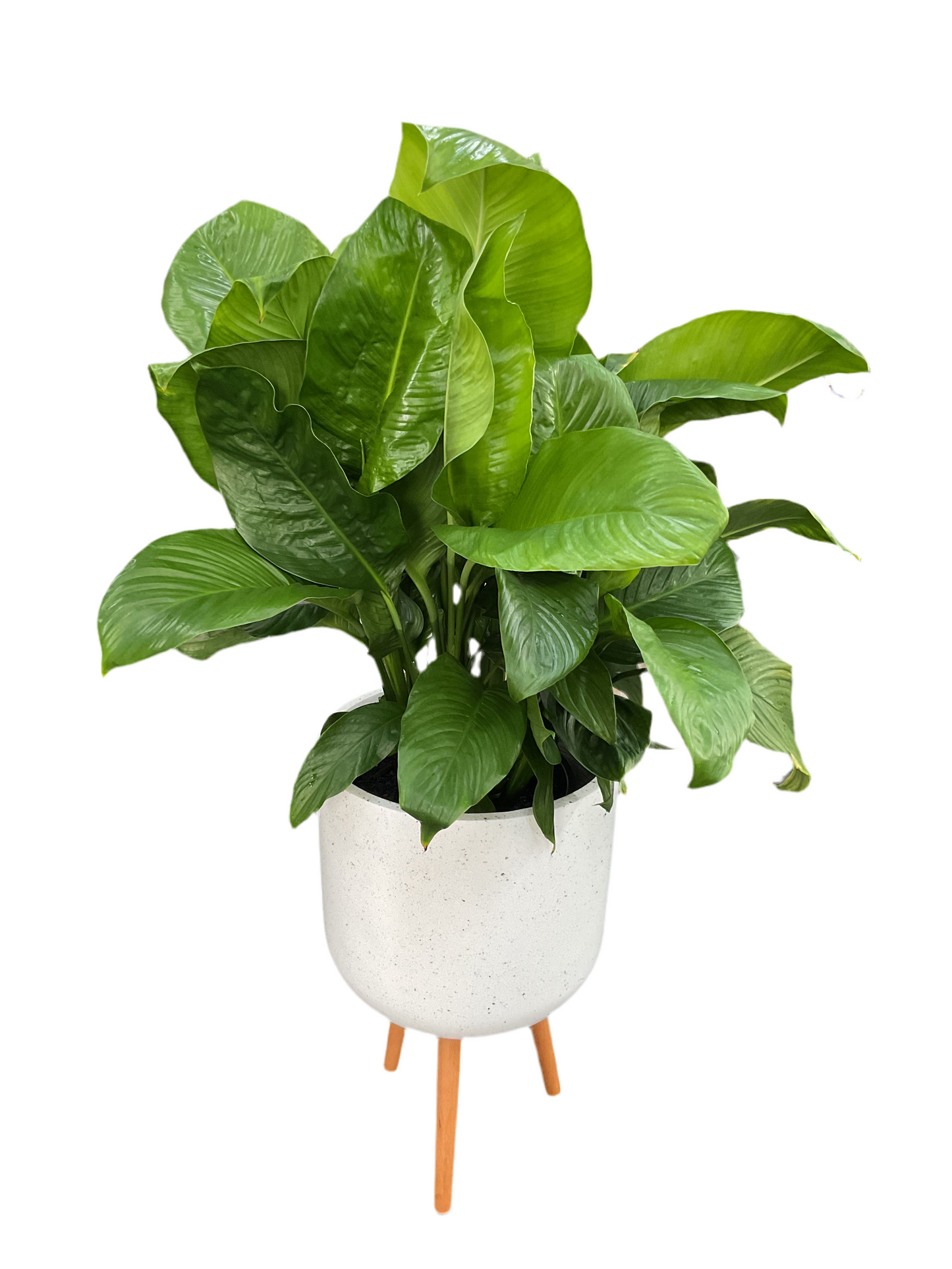 300mm Spathiphyllum Sweet Lauretta