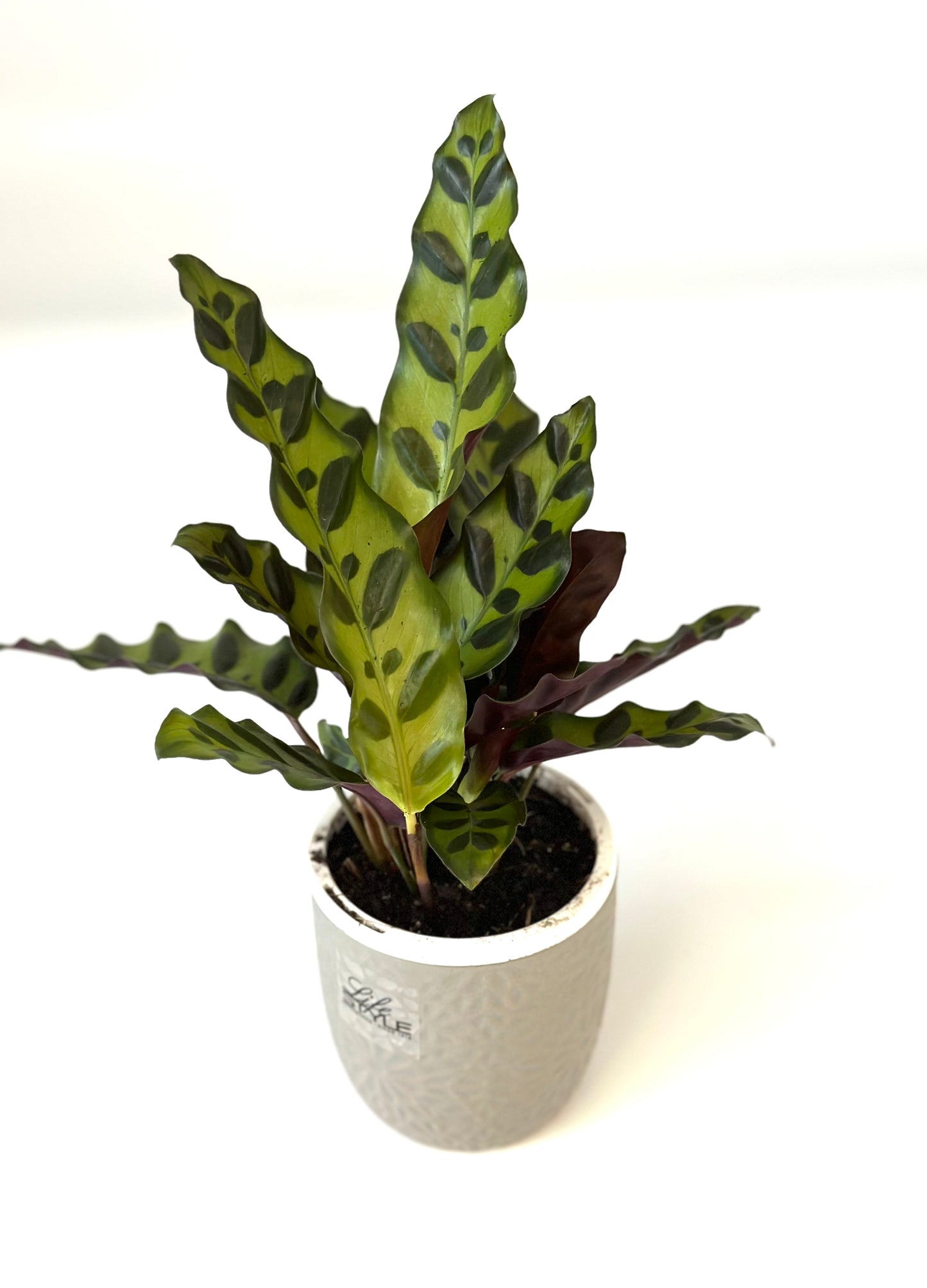 95mm Calathea Insignis