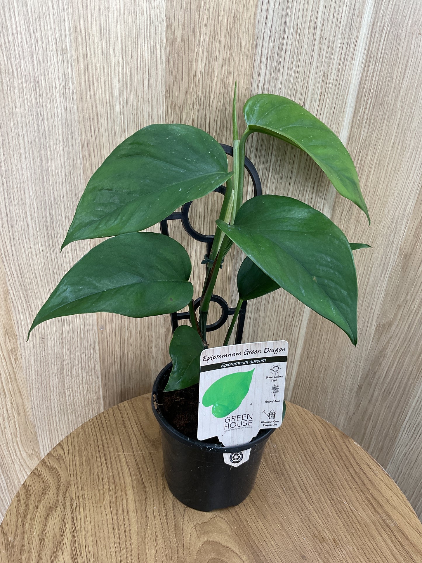 Epipremnum Green Dragon