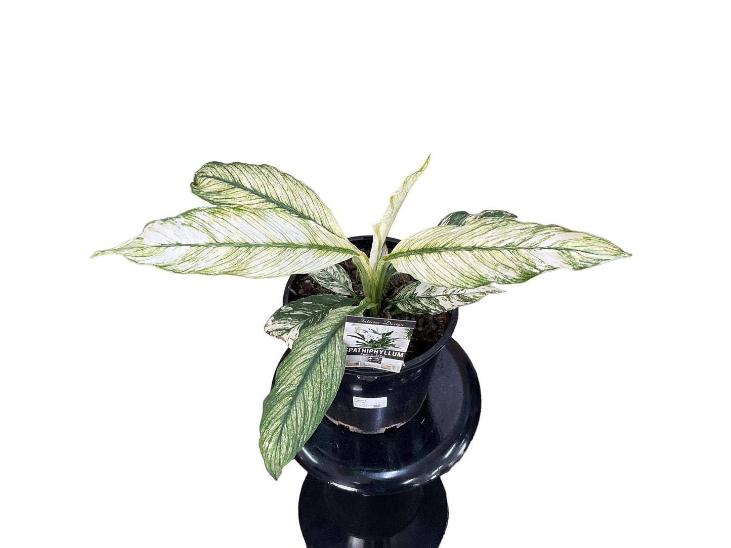 200mm Variegated Sensation Peace Lily