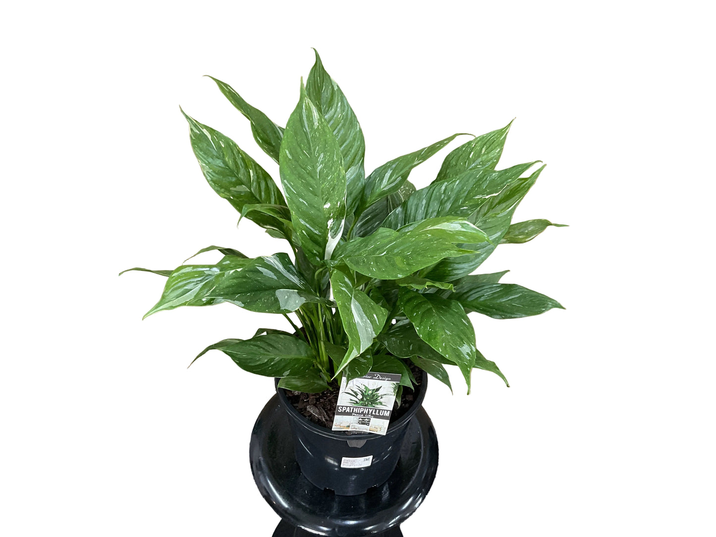 200mm Jet Diamond Peace Lily