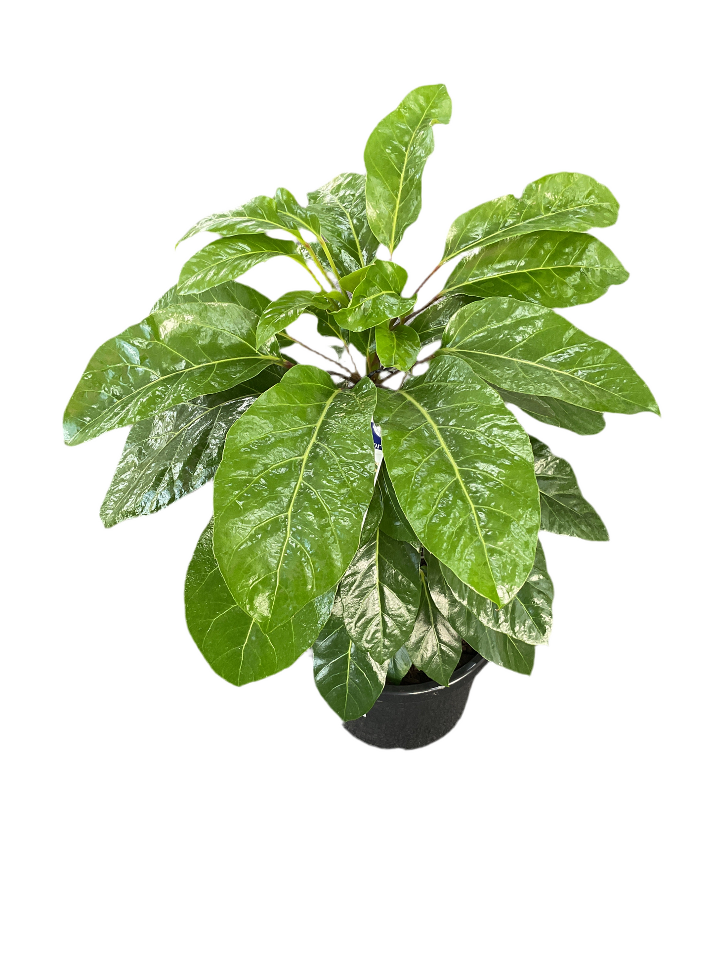300mm Schefflera Alpine Umbrella Tree