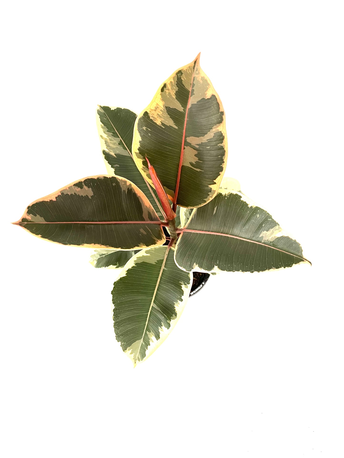 130mm Ficus Elastica Tineke