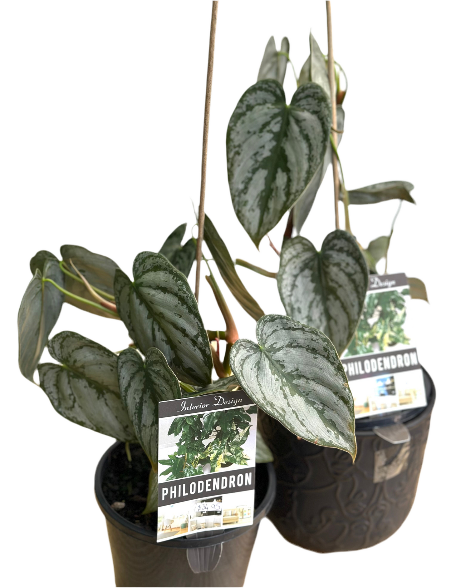 Philodendron Brandtianum