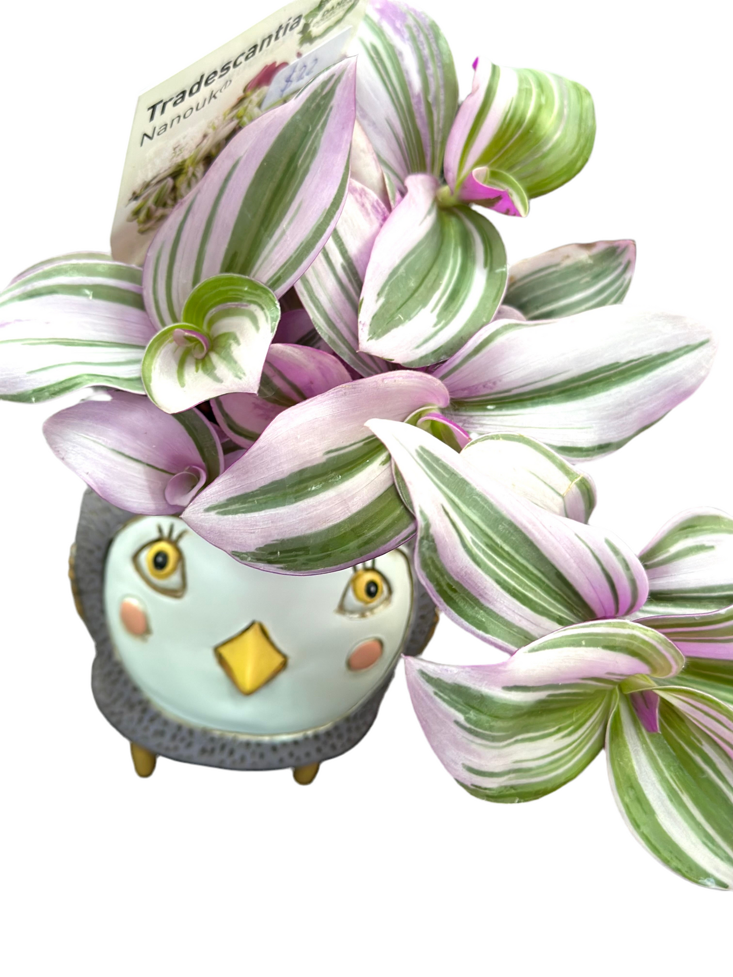 95mm Tradescantia Nanouk