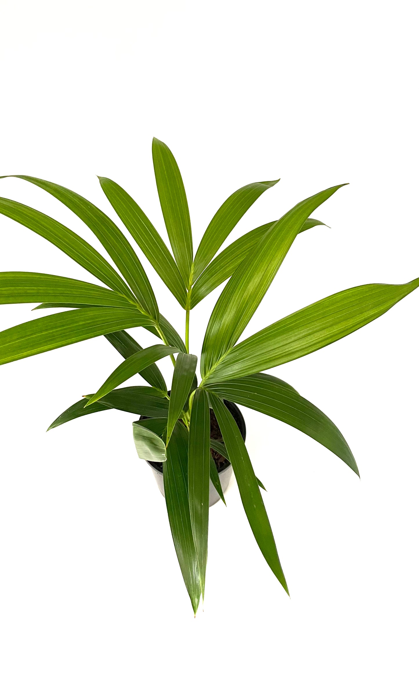 140mm Kentia Palm