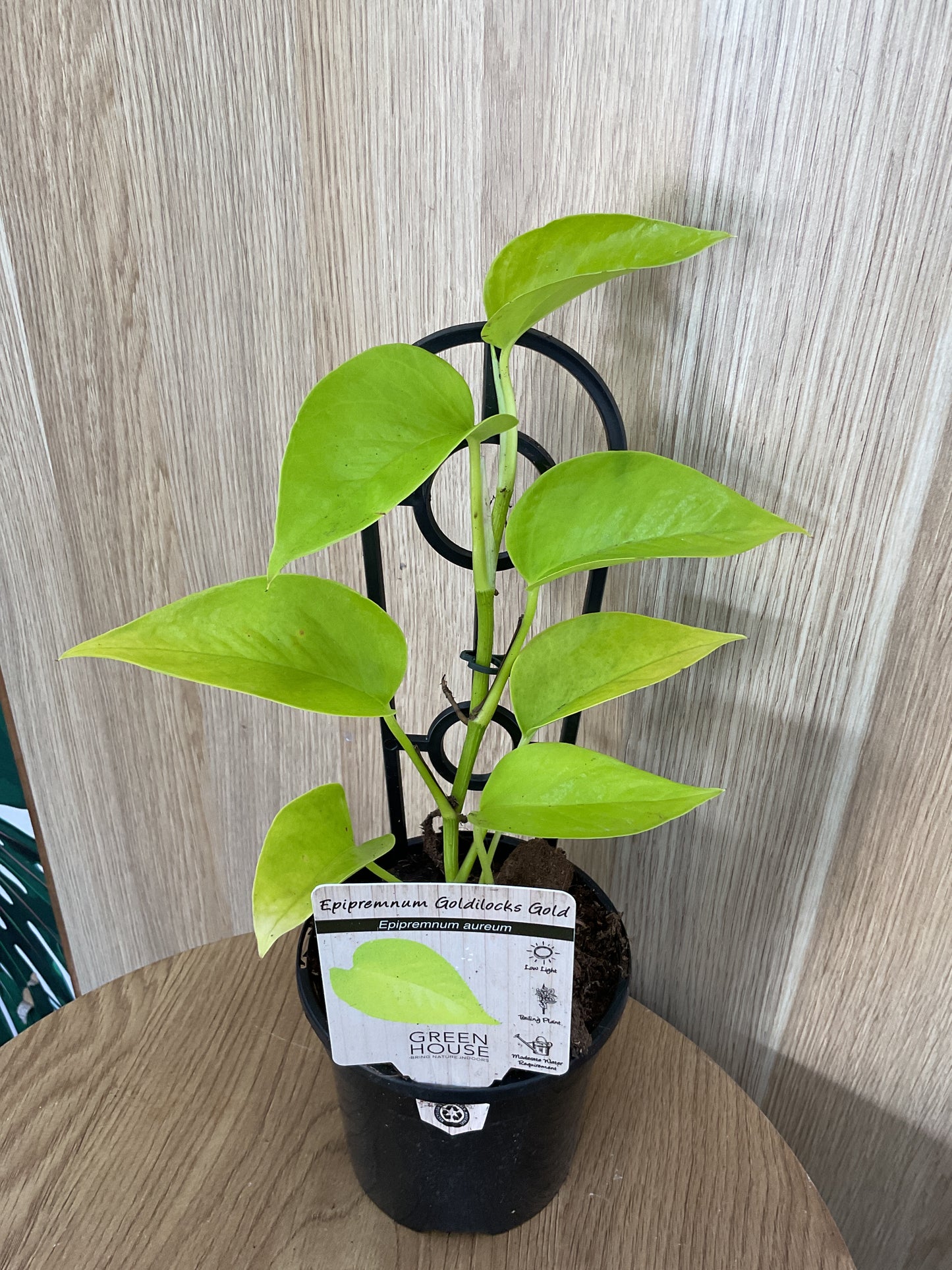 Epipremnum Goldilocks Gold