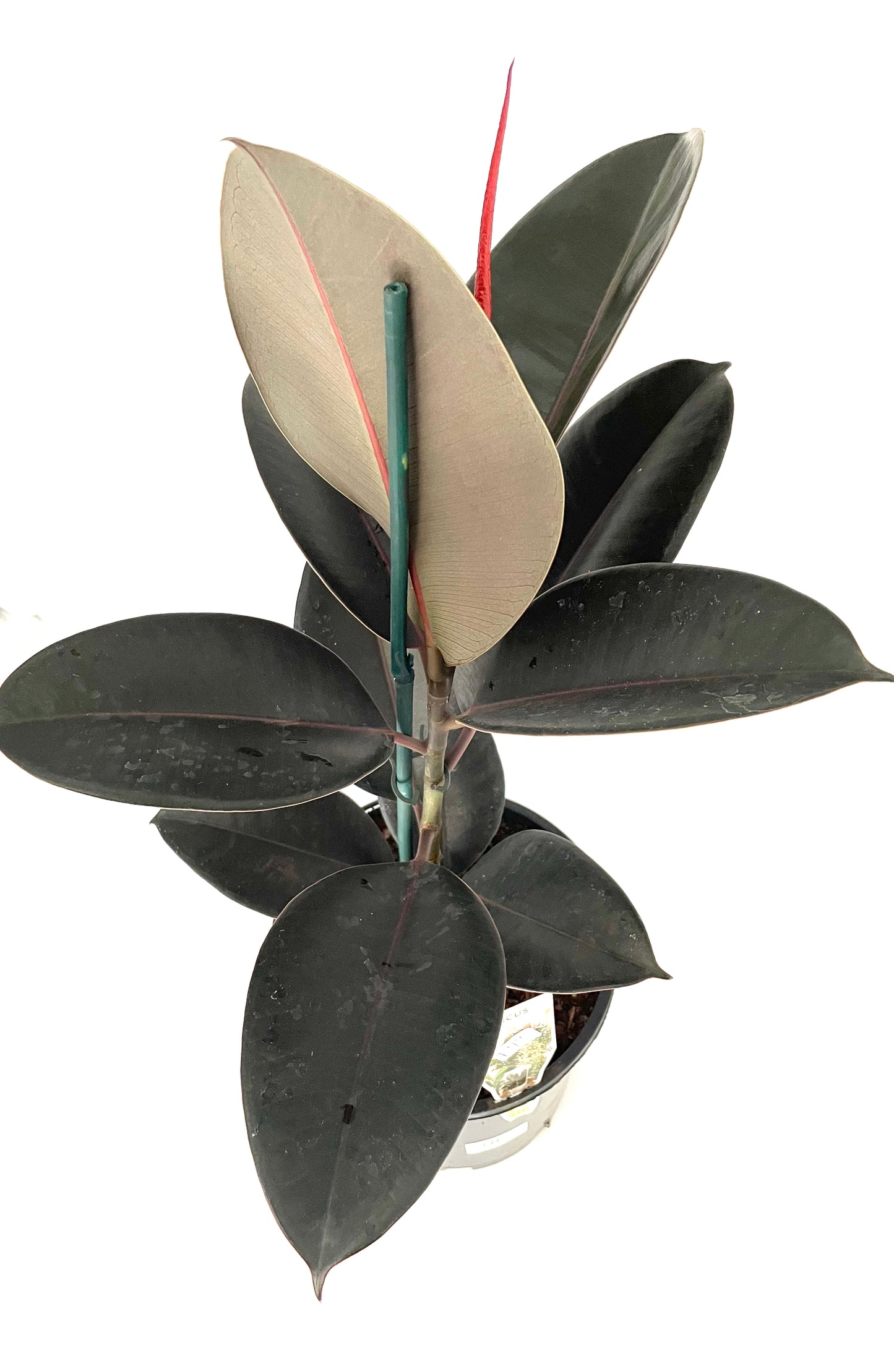 200mm Ficus Abidjan