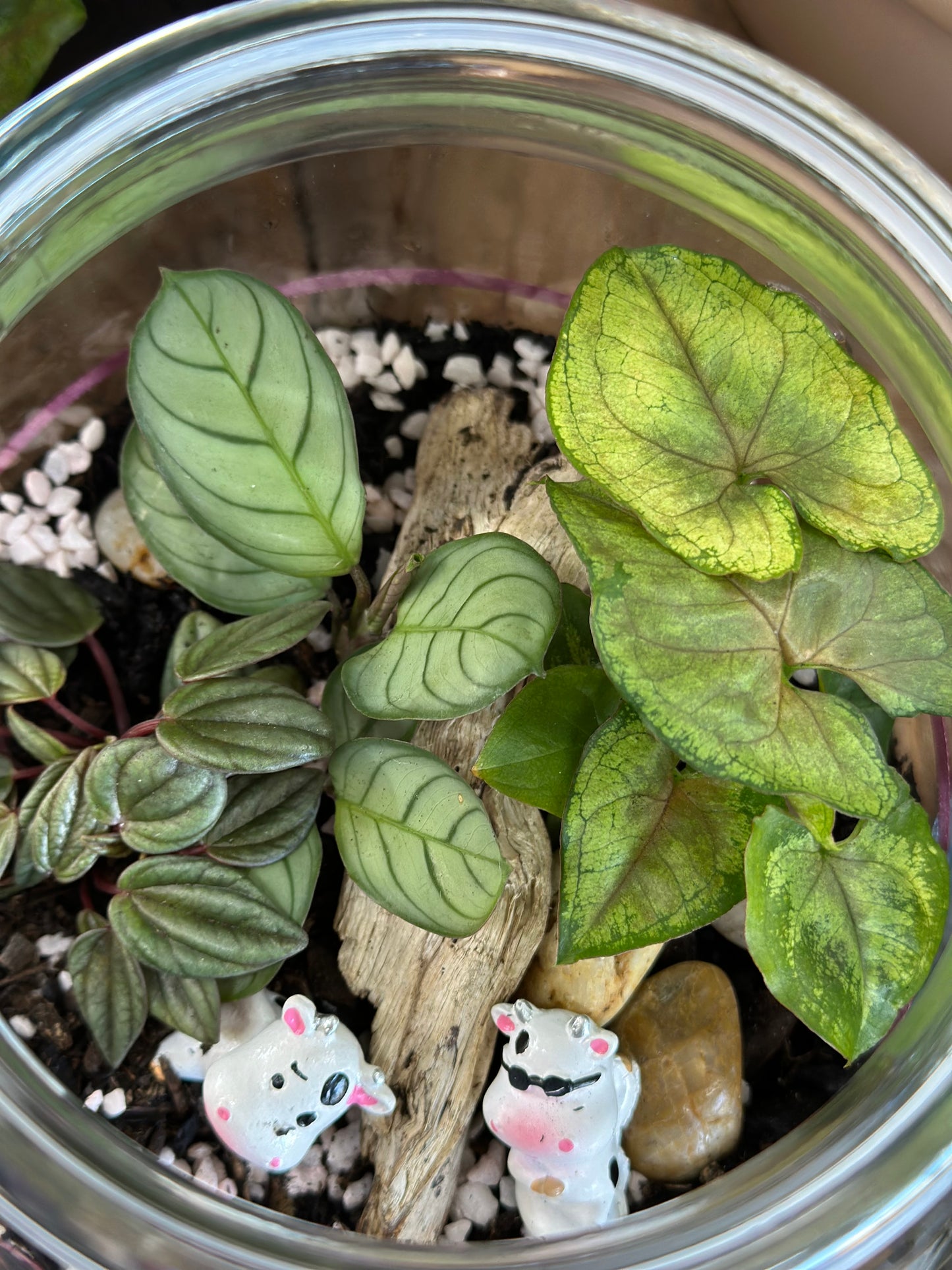Cows relaxing terrarium