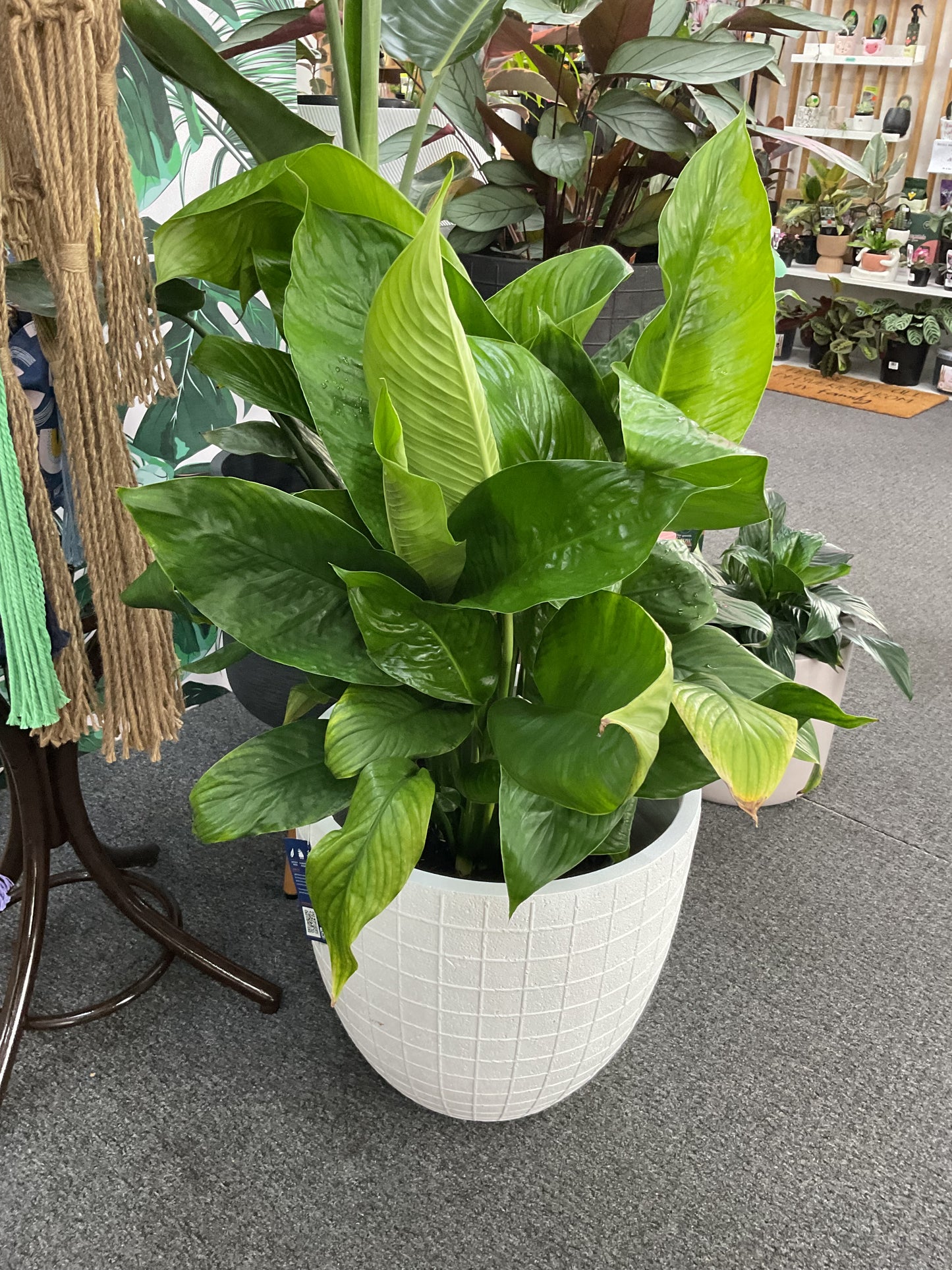 300mm Spathiphyllum Sweet Lauretta