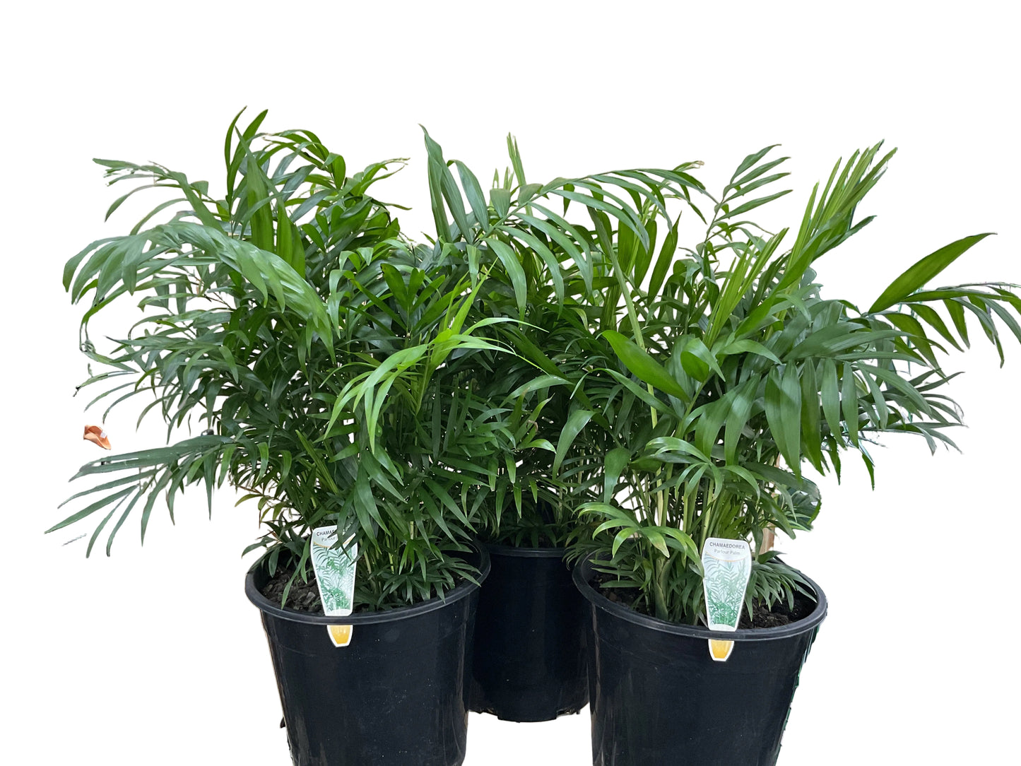 250mm Parlour Palm