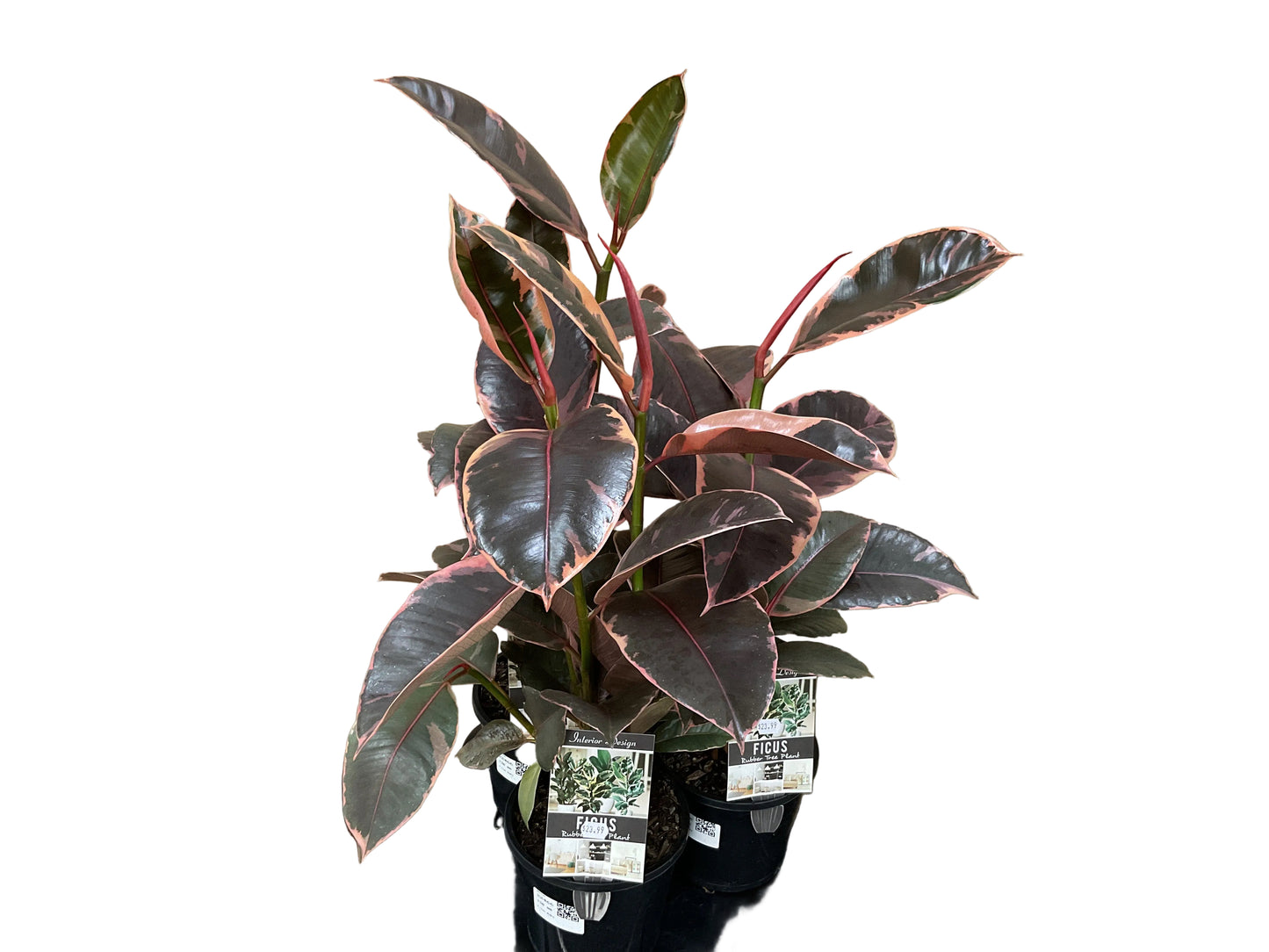 130mm Ruby Ficus