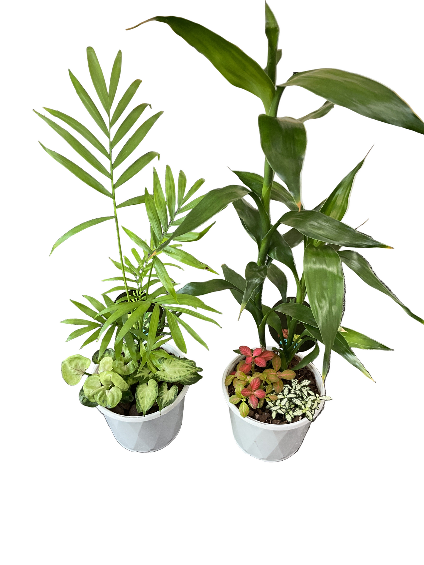 Triple Planted Arrangement