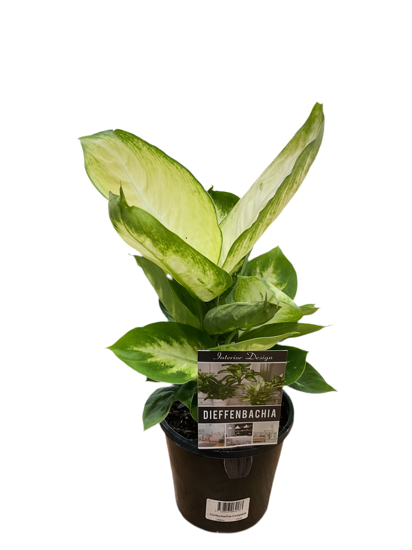 130mm Diffenbachia