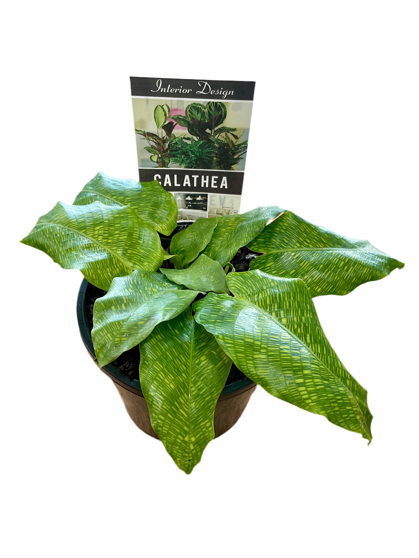 130mm Calathea musaica