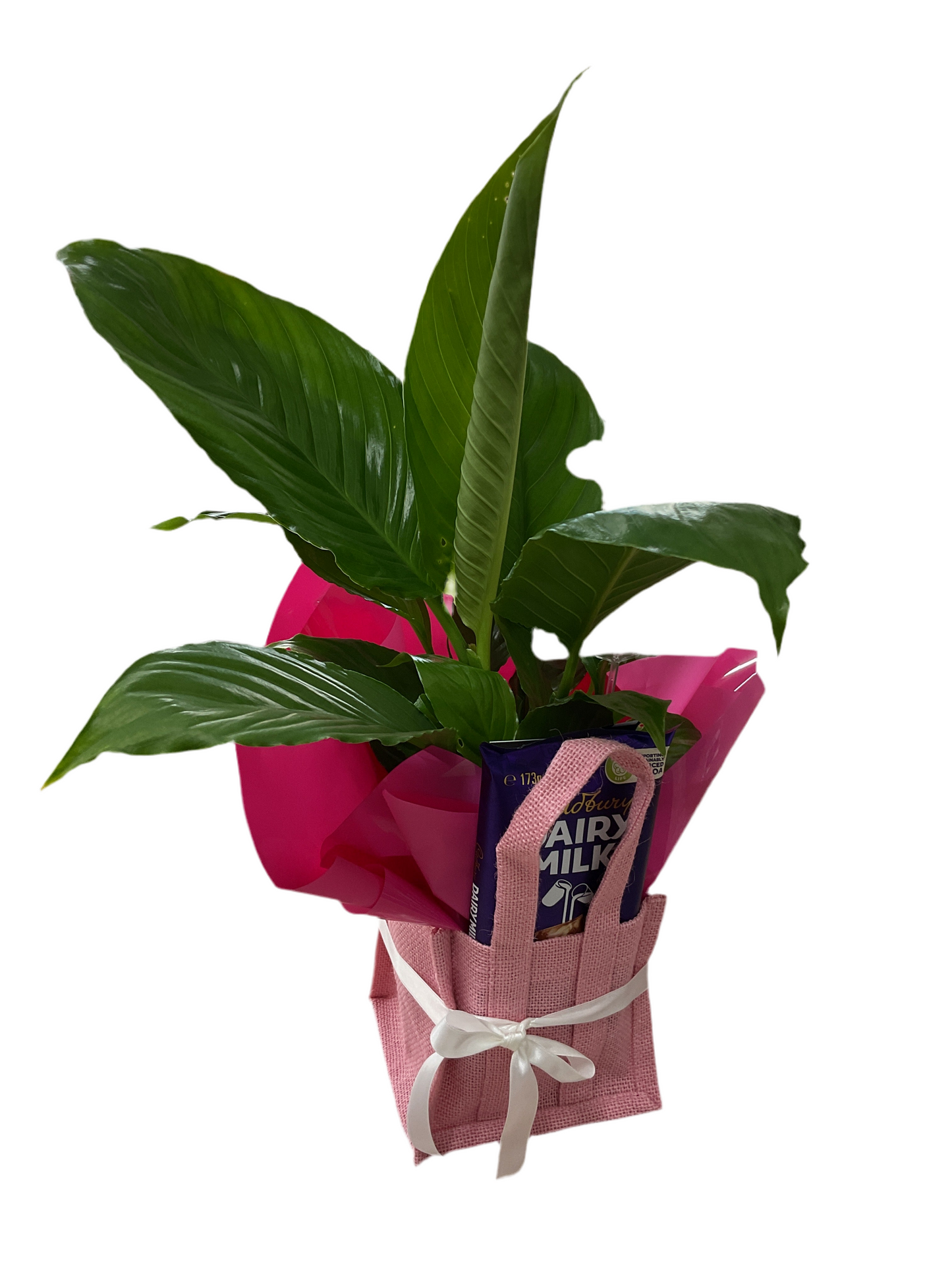Plant + Choc - Mini Hamper