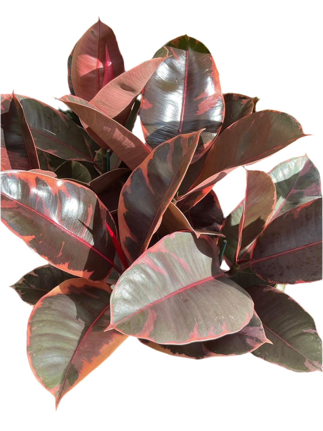 130mm Ficus Ruby