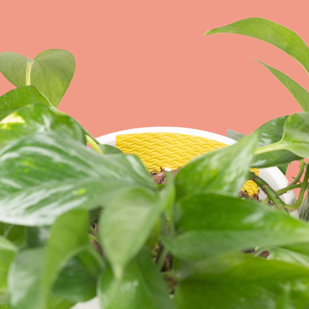 We The Wild - Compostable Gnat Trap
