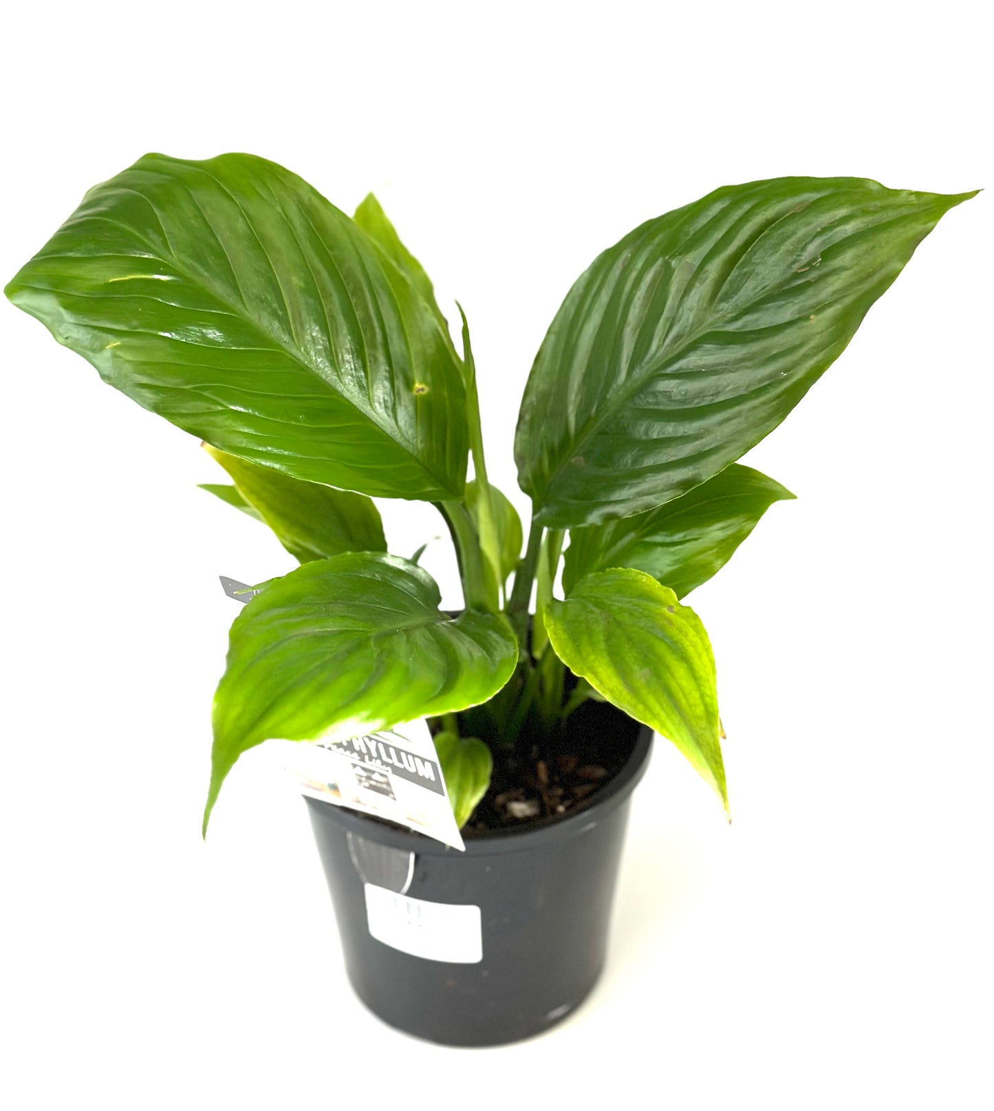 130mm Spathiphyllum Maracay