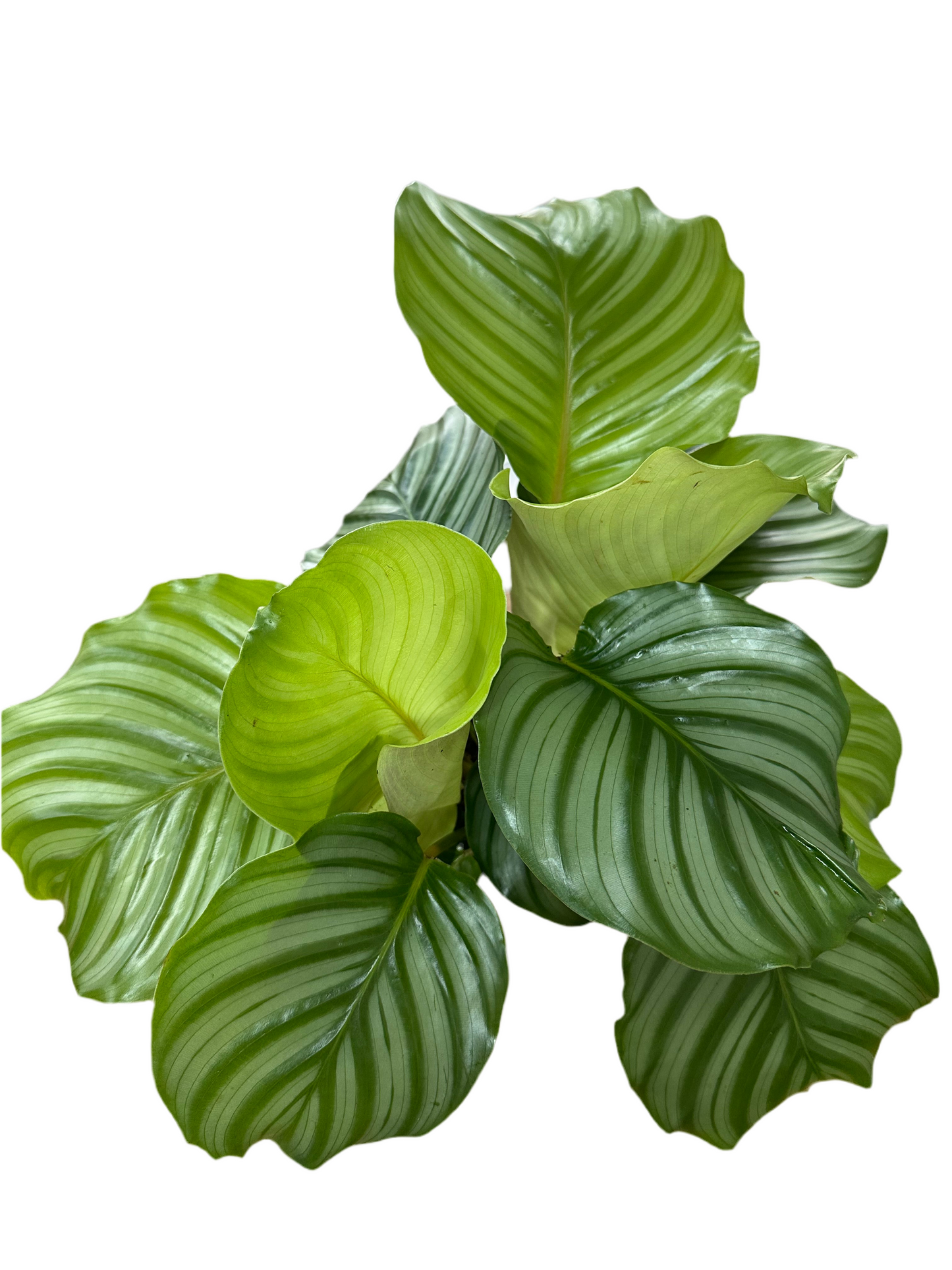 170mm Calathea Orbifolia