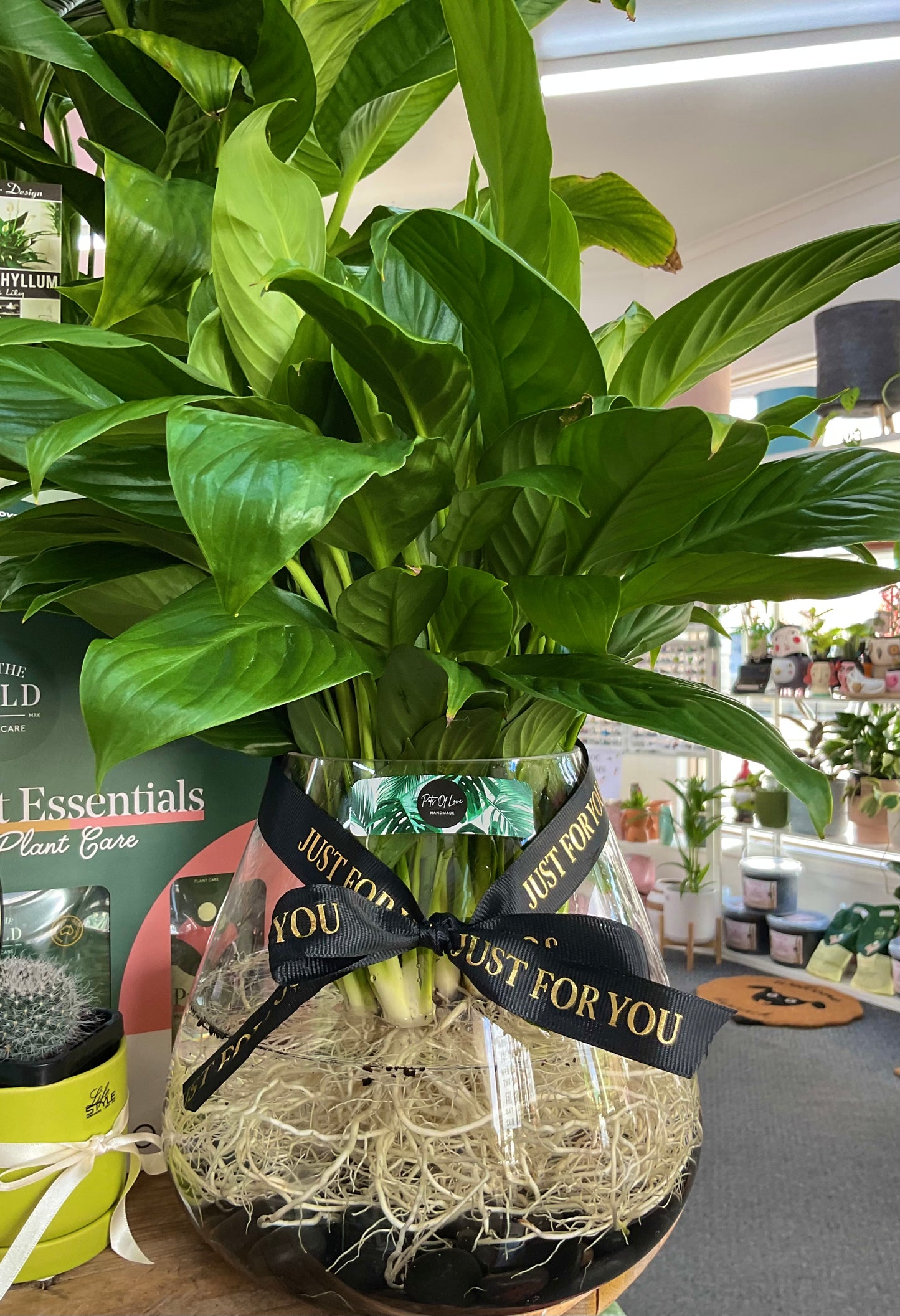 Hydro Peace Lily - Black Stones