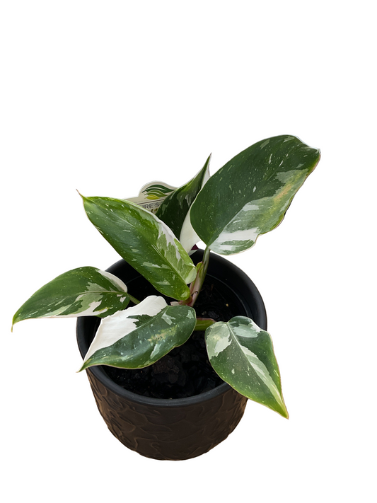 130mm Philodendron White Princess