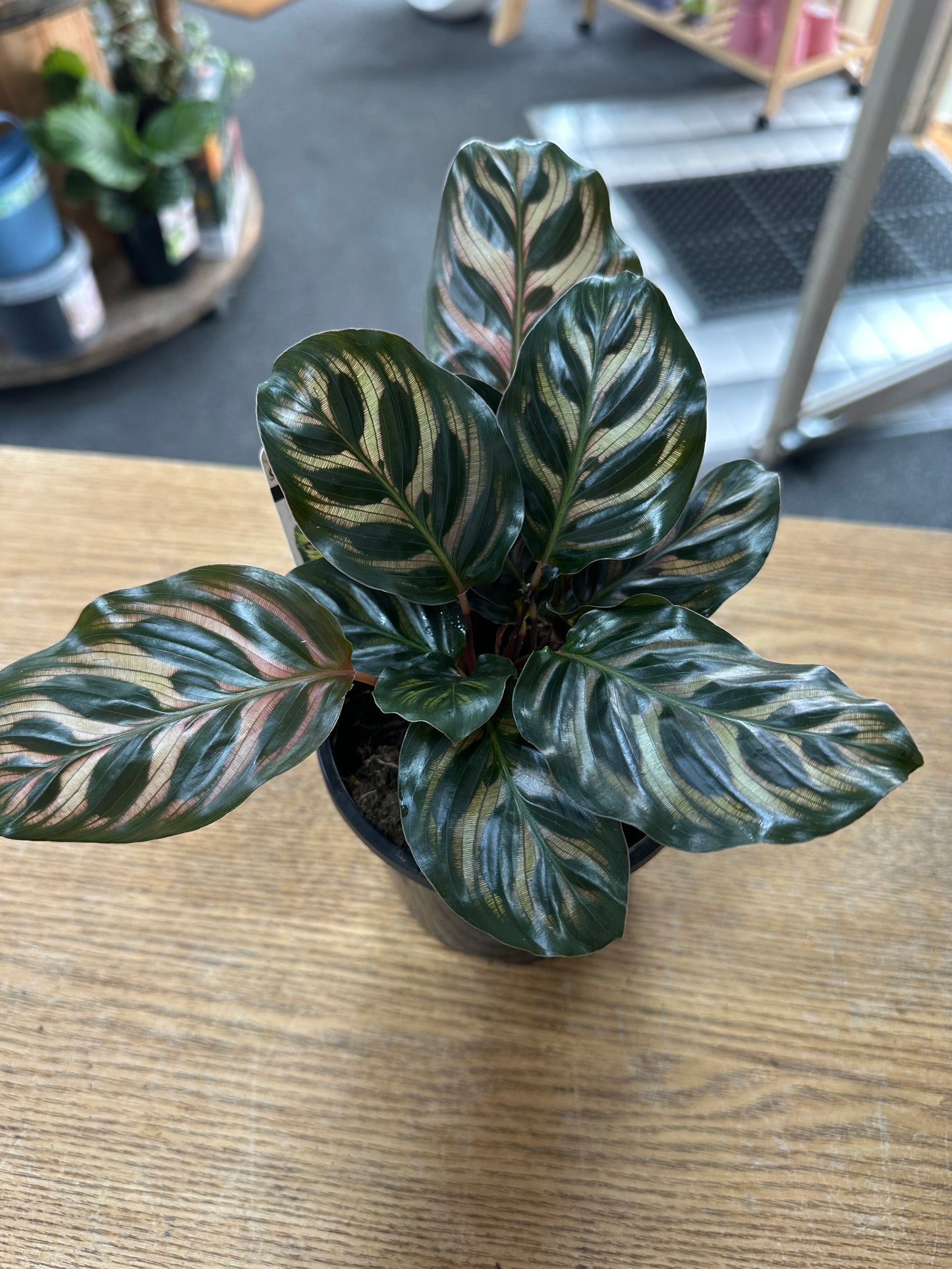 130mm Calathea- Assorted