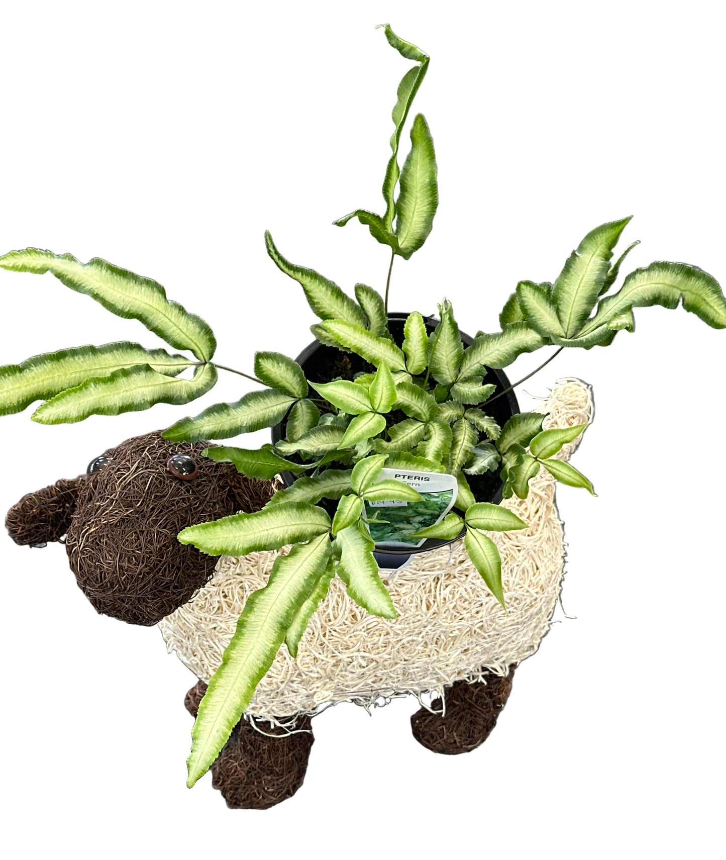 Pteris Ribbon Fern