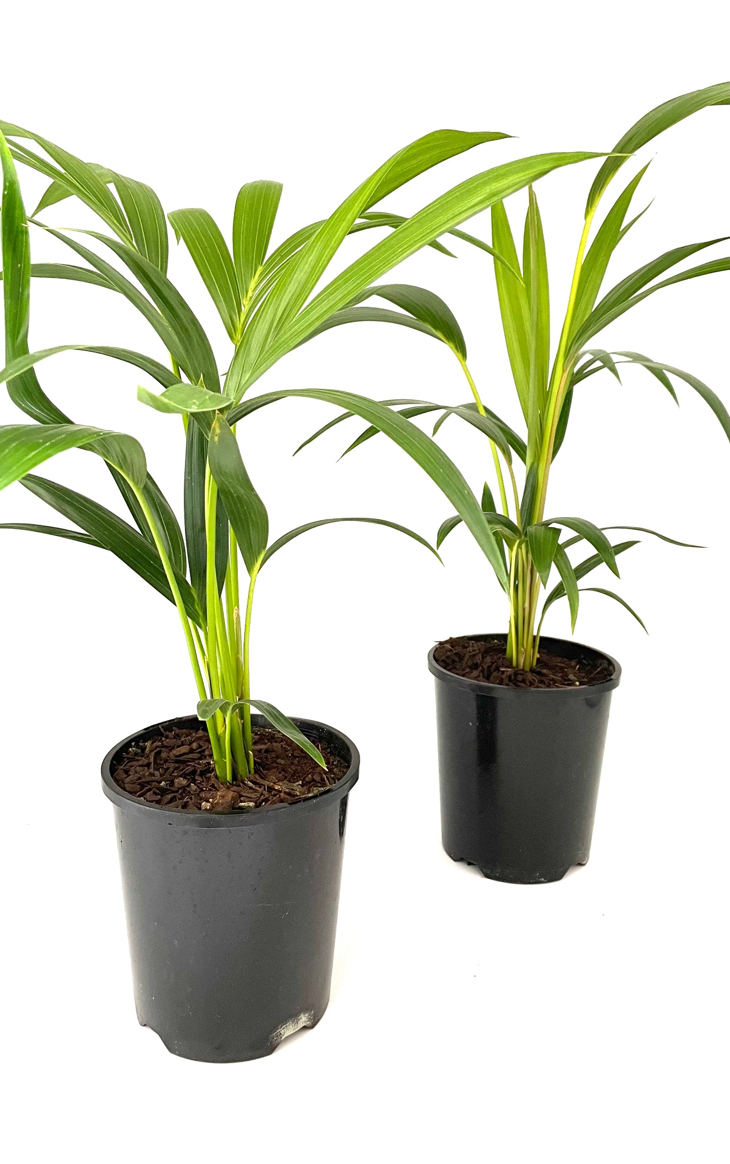140mm Kentia Palm