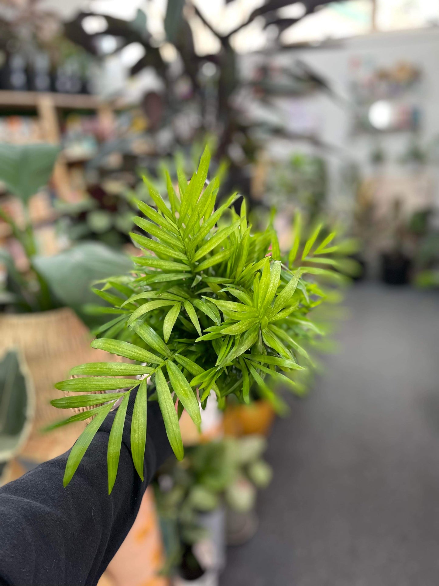 200mm Chamaedorea Elegans