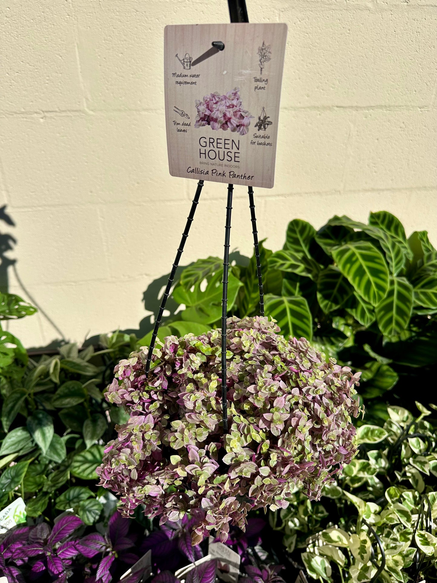 200mm Pink Panther - Hanging Basket