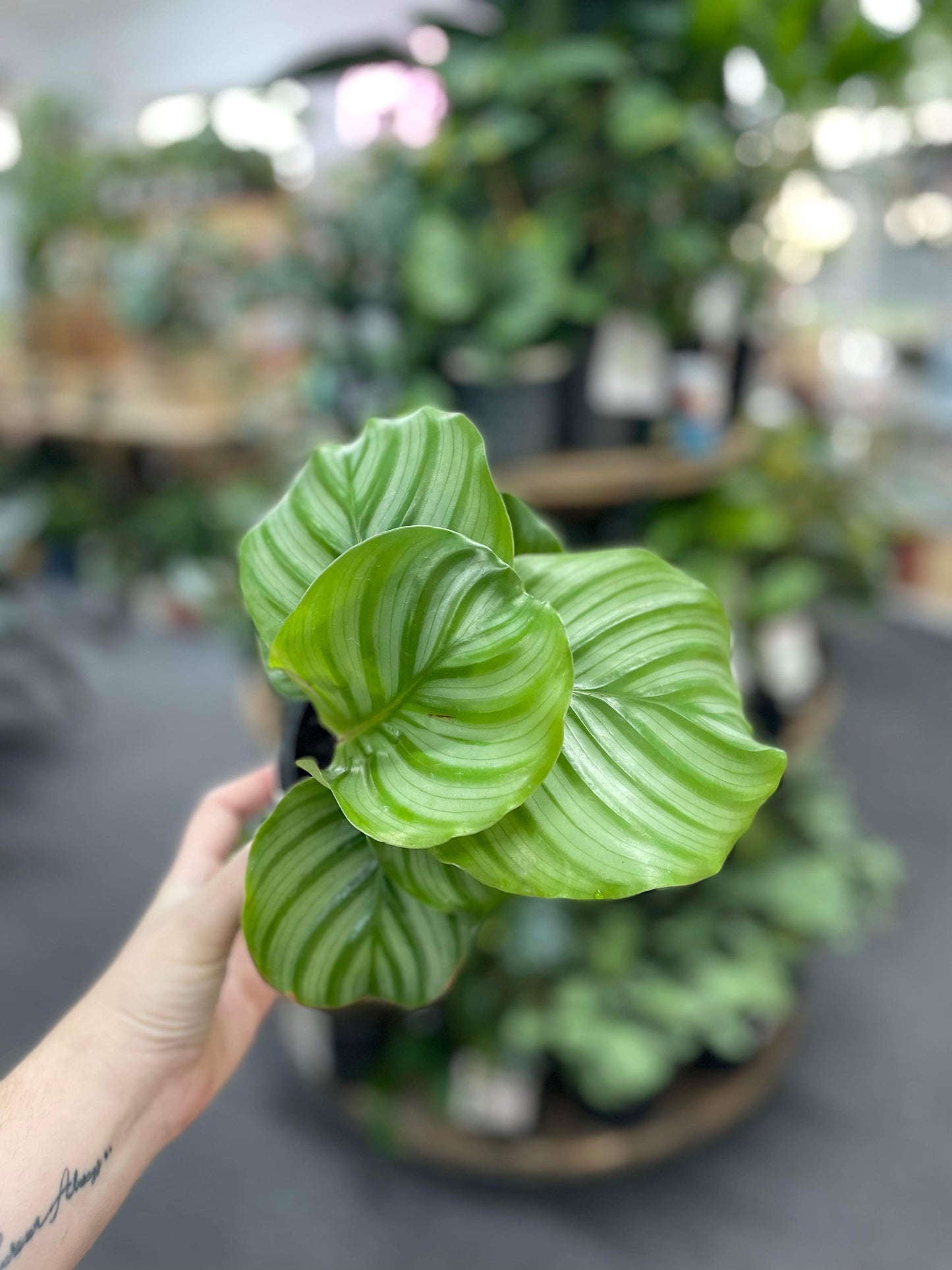 130mm calathea Orbifolia