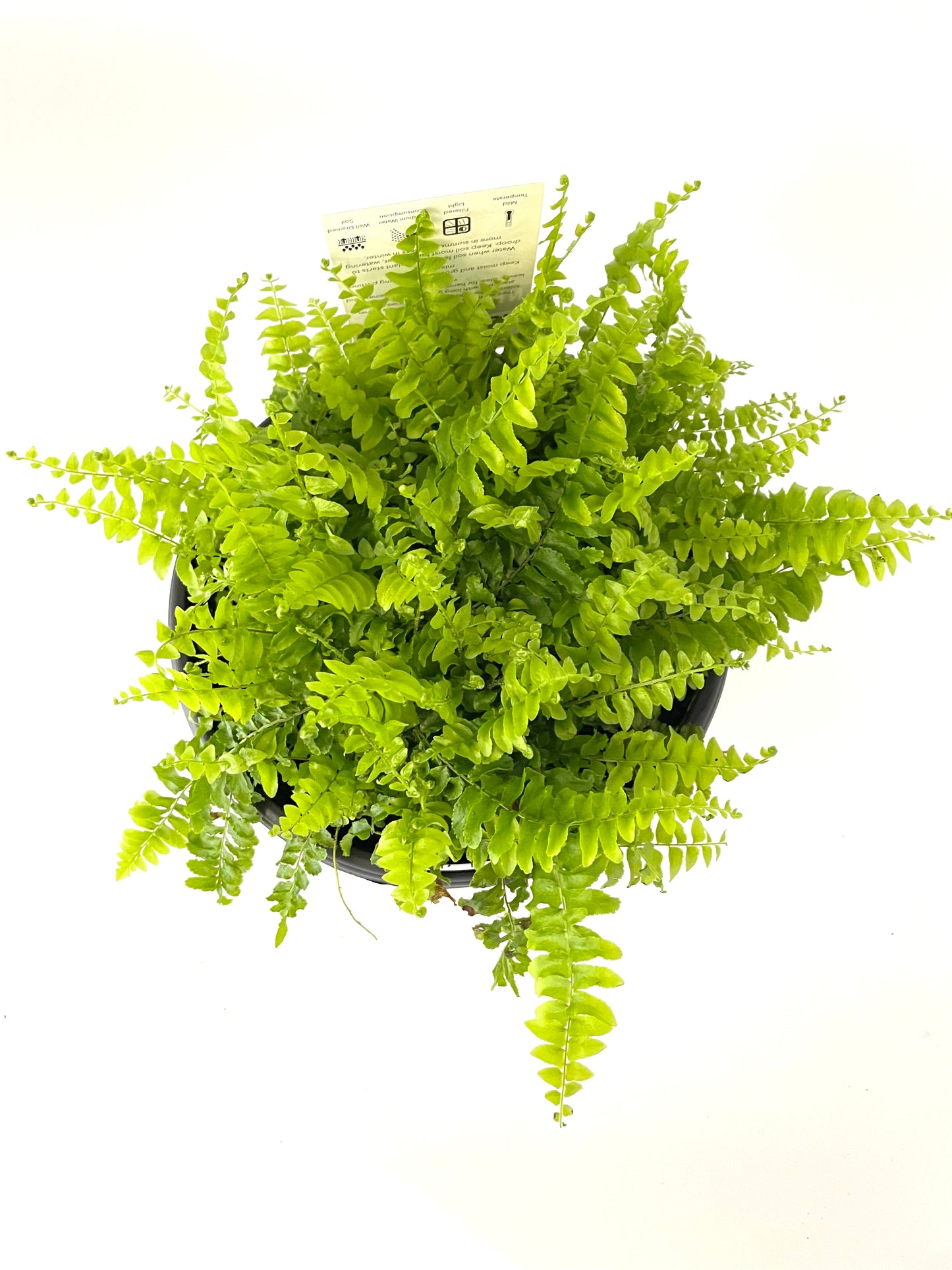 200mm Hanging Nephrolepis