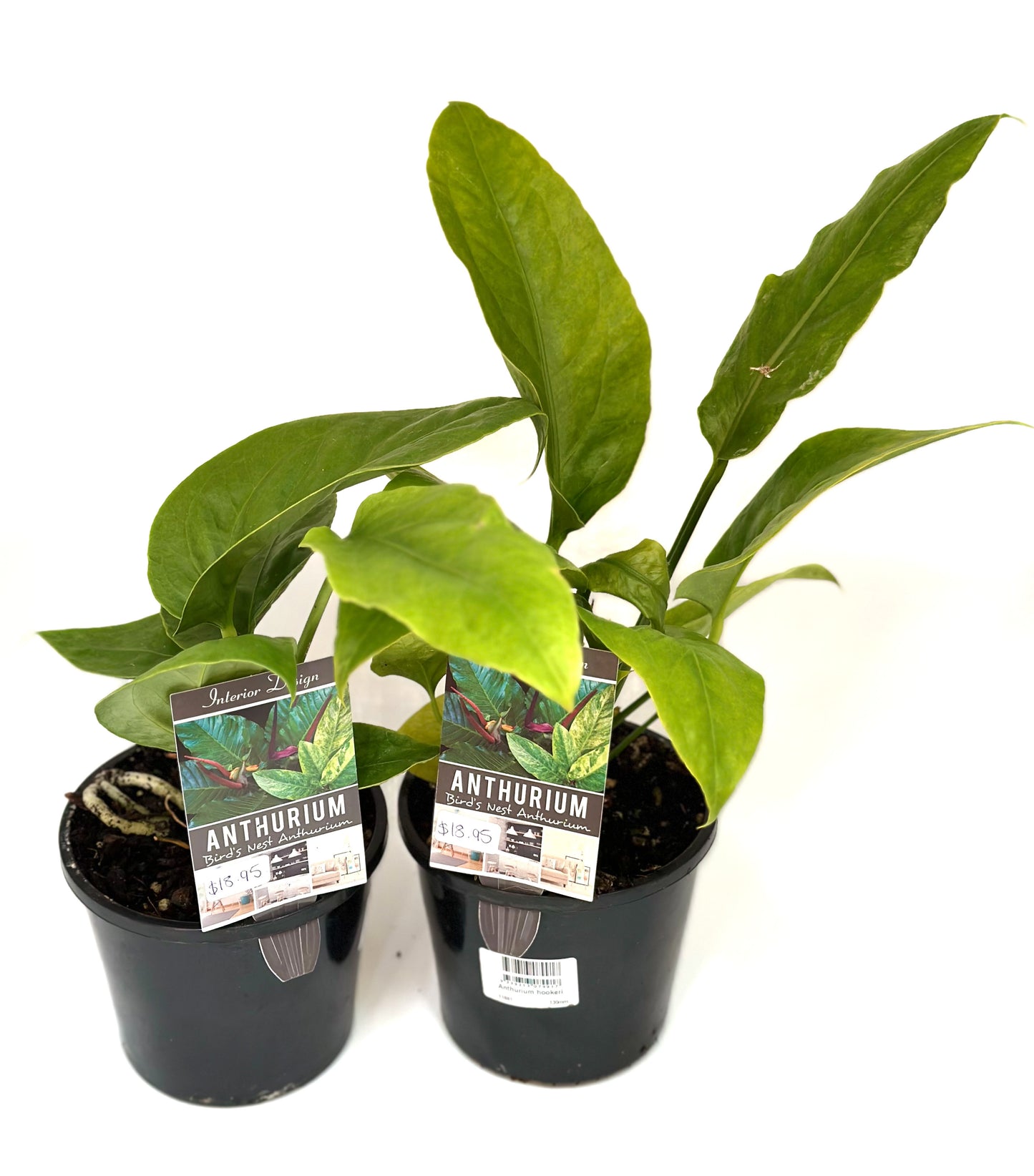 130mm Anthurium Hookeri