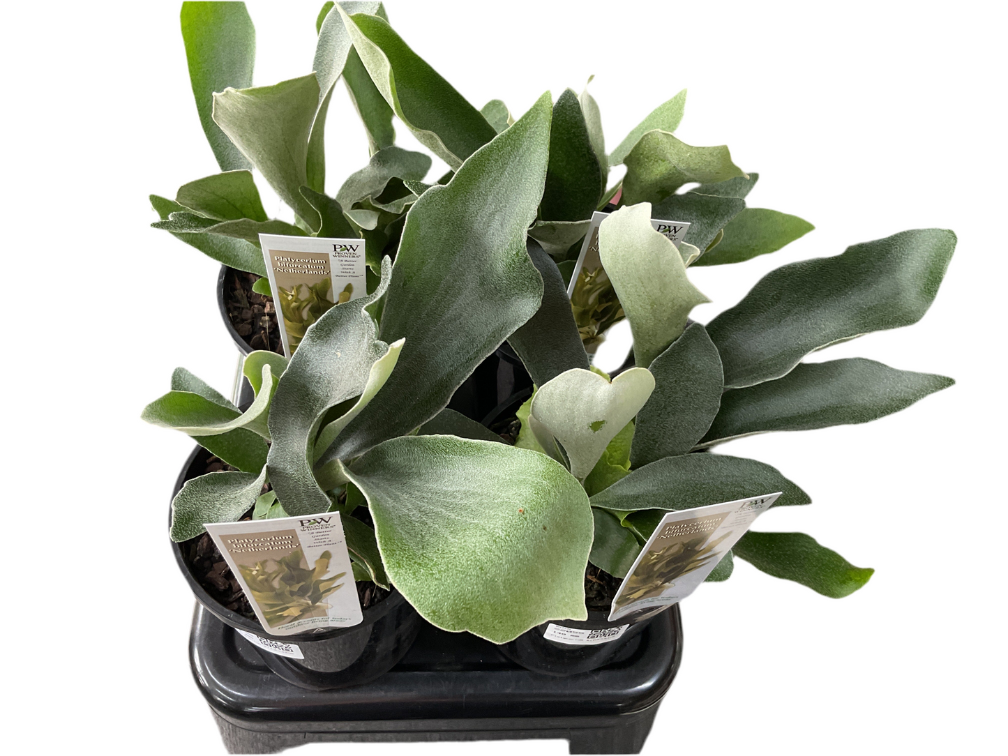 140mm Elkhorn Fern