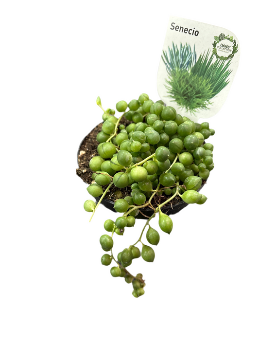 95mm Senecio String Of Pearls